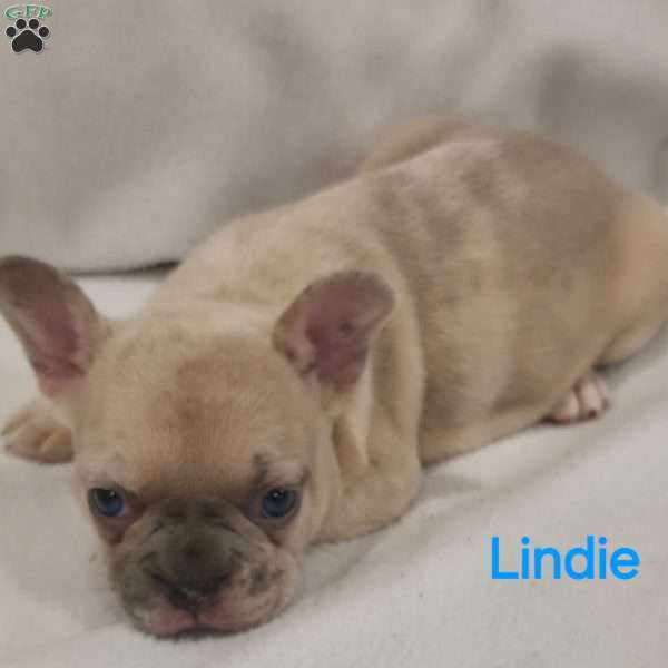 Lindie, French Bulldog Puppy